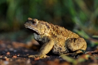 81329 Bufo bufo (Rospo comune)